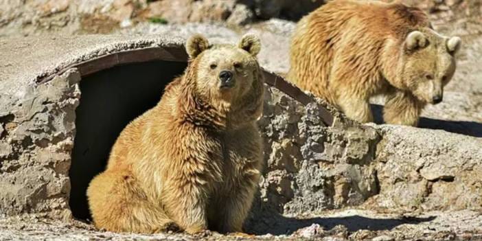 Antalya'da ayılar kış uykusuna yatamıyor