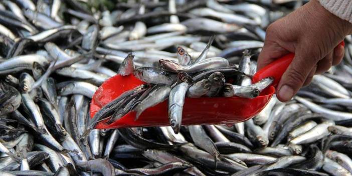 İzmir'den Trabzon'a balık almaya geldi: Burada fiyatlar daha ucuz