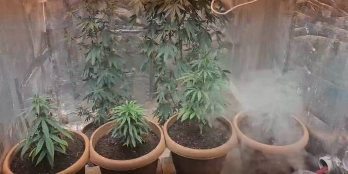 İş yerinde sera kurup uyuşturucu yetiştirdi: Pahalı olduğu için üretiyorum