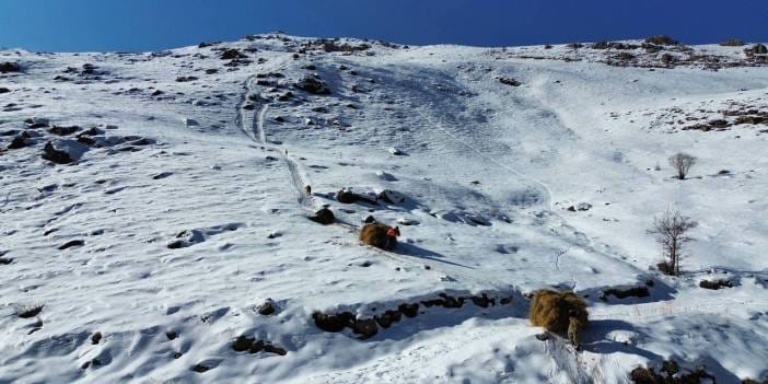 Dağdan toplayıp 1 metrelik karda yürüyerek köye getiriyorlar