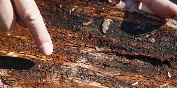 Antalya ormanları alarm veriyor! 15 günde tamamen kurutuyor