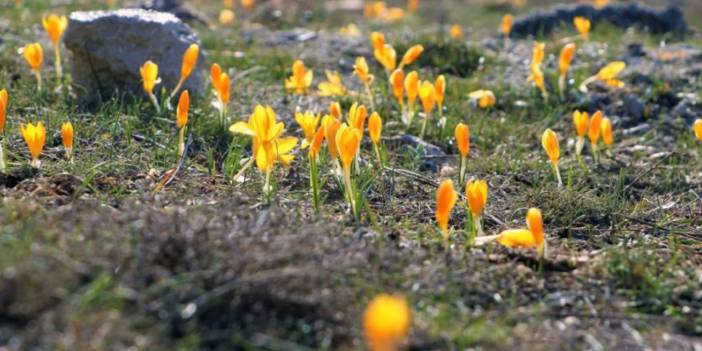 Mart gelmeden açtı. Komşu köylerden görmeye geldiler