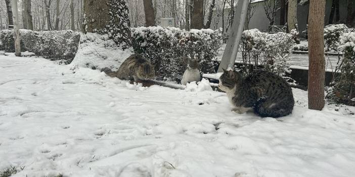 İran'ın başkenti Tahran'a yılın ilk karı yağdı