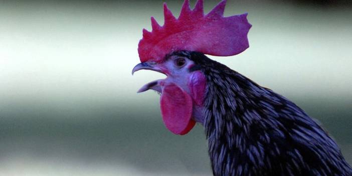 Sayaç okumaya giden görevliyi horoz kovaladı