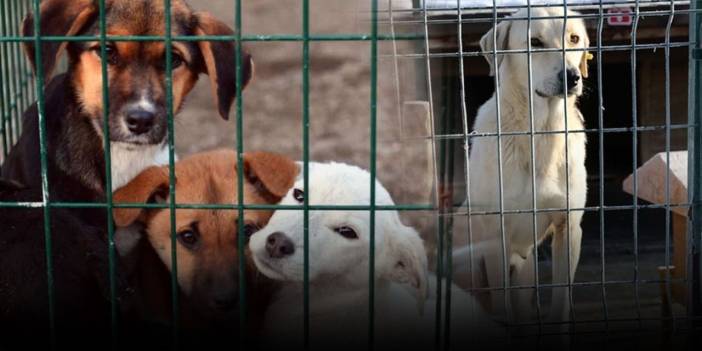 Barınaktaki hayvanı sokağa bırakana ağır ceza geliyor: CHP'den "katliam planı" tepkisi