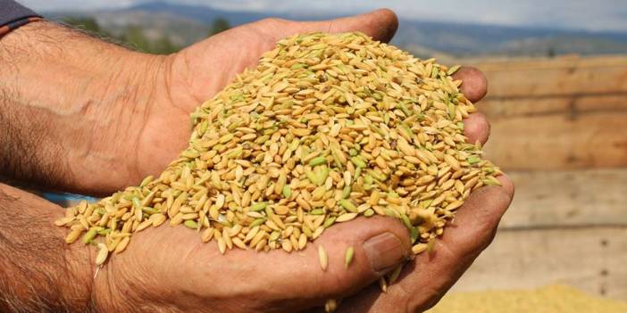 Çankırı'da yetiştiriliyordu: Artık 43 milyon liralık tesiste işlenecek