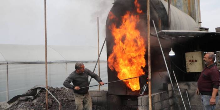 3 ayda 20 bin tane yetiştirdi: Tanesini 50 liradan satıyor
