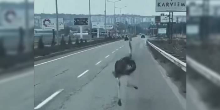 Diyarbakır'da devekuşu özgürlüğüne koştu