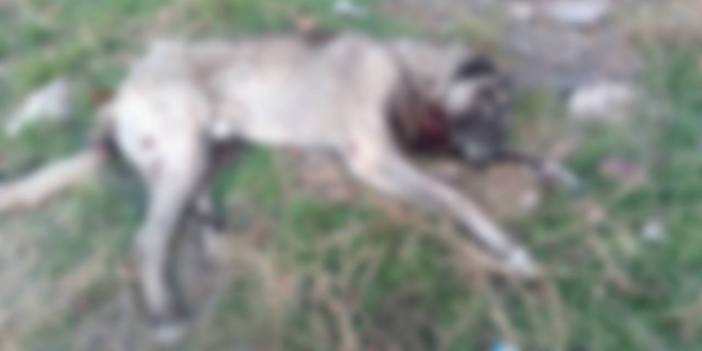 Ankara'da hayvan katliamı: Köpekler tüfekle öldürülmüş halde bulundu