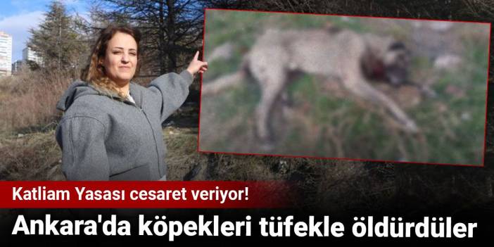 Katliam Yasası cesaret veriyor! Ankara'da köpekleri tüfekle öldürdüler