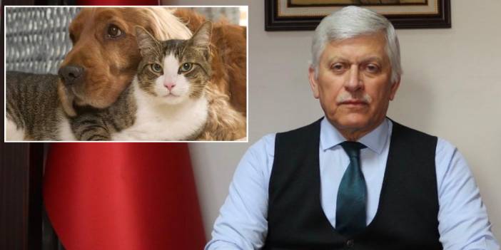 Veteriner Hekimleri Başkanı Eroğlu'ndan sokak hayvanları açıklaması: Cezaların caydırıcılığı halen yetersiz