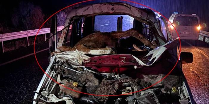 Böyle kaza görülmedi: Ön camdan içeri at girdi!