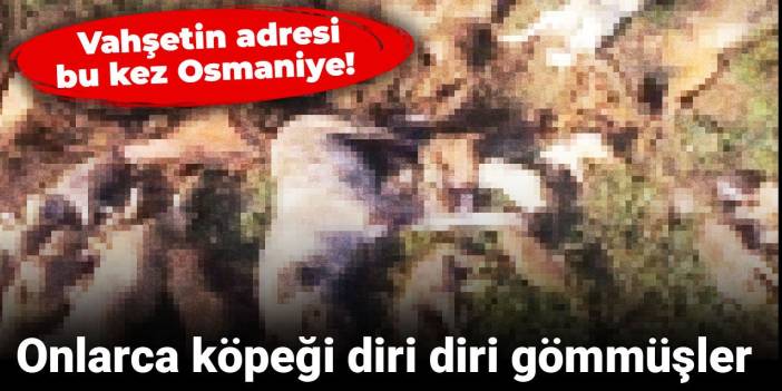 Vahşetin adresi bu kez Osmaniye! Onlarca köpeği diri diri gömmüşler