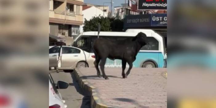 İthalat politikasına isyan eden sığır Hatay sokaklarını karıştırdı
