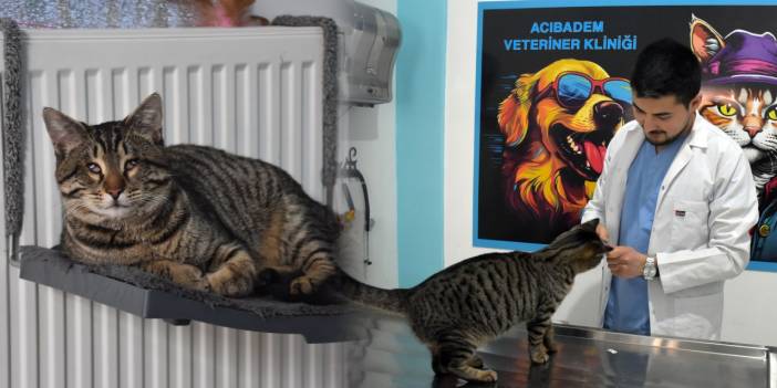 Veterinerin kalbi kedi Yogi'nin gözleri oldu