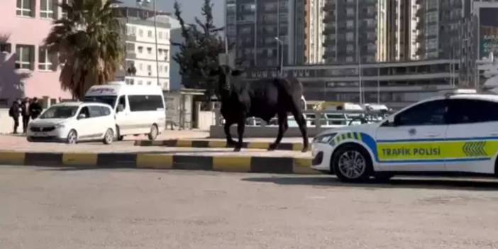 Çiftlikten kaçan angus kaldırımdaki kişiyi boynuz darbesiyle yaraladı!