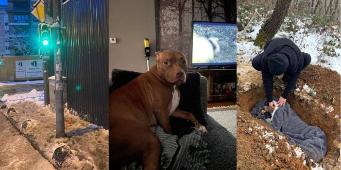 Elektrik direğine temas eden köpek akıma kapılarak öldü