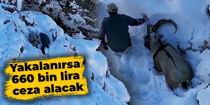 Avlanması yasak dağ keçisini öldürdü: Dron ile yakalanınca ölü taklidi yaptı