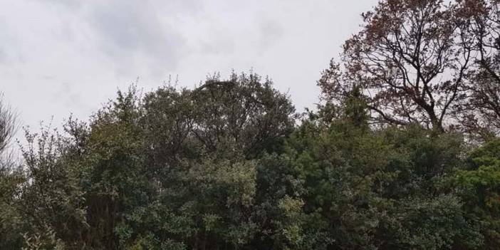 Çanakkale'de tarladan dönerken karşısına çıktı: Çok korktum! Böyle bir şey görmedim