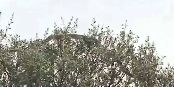 Böylesi Çanakkale’de ne görüldü ne duyuldu! 8 metrelik dev yılan ağaçlara tırmanırken görüntülendi