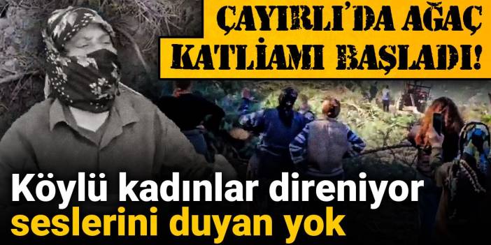 Çayırlı'da ağaç katliamı başladı! Köylü kadınlar direniyor seslerini duyan yok