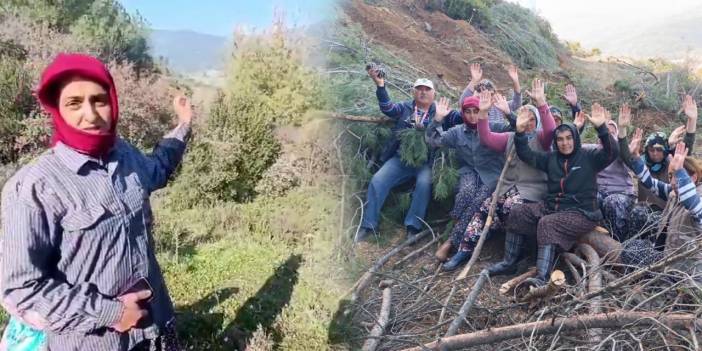 Köylü kadın testere seslerinin arasından milletvekillerine seslendi! "Ağaçlarımızı öldürüyorlar"
