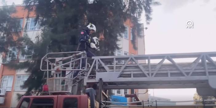 Ağaçta mahsur kalan kediyi itfaiye kurtardı