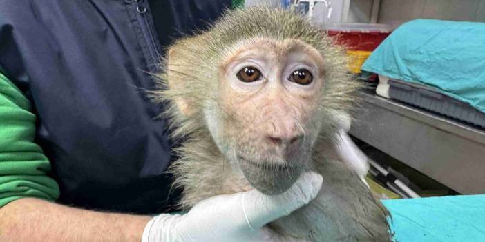 Elazığ'da bulunan yavru babun Gaziantep'e getirildi