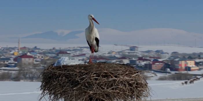 Bahar müjdesi kanat sesleri ile geldi! Leylek neden müjdeci olarak anılır?