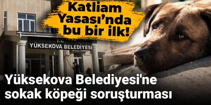 Yüksekova Belediyesi'ne sokak köpeği soruşturması