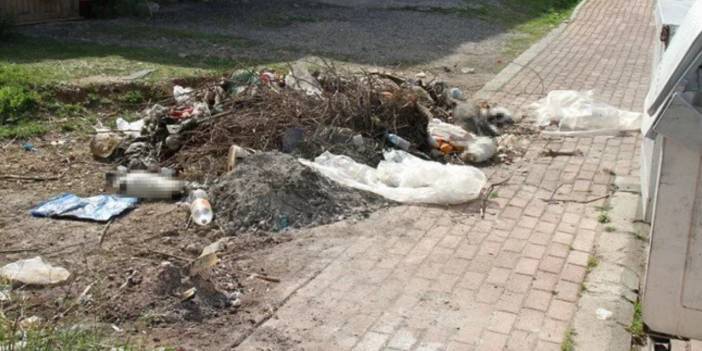 Antalya'da vahşet! 10 kedi ölü bulundu