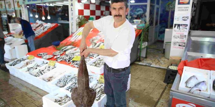 Karadeniz’in fener balığı, Kilogram başına rekor fiyata satılıyor