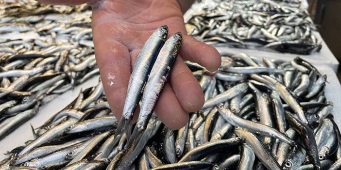 Trabzon'da hamsi azalınca vatandaşlar oraya yöneldi: Kilosu 175 lira