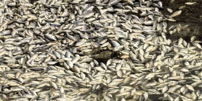 Kuraklık nedeniyle toplu balık ölümü yaşandı