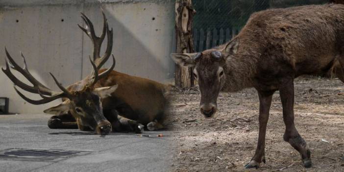 Kemalpaşa'da fabrikaya sığınan geyik yeni yuvasında! Sosyal medyanın gündemi olmuştu