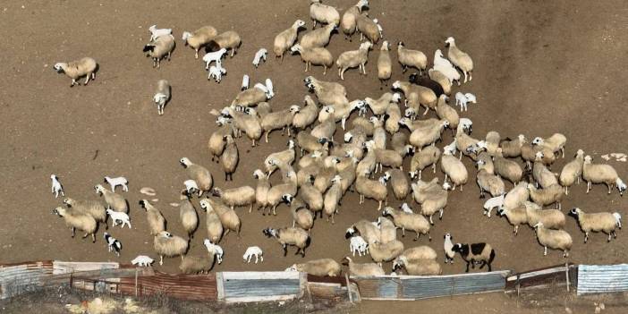 Şap tehlikesi: 9 köy karantinaya alındı