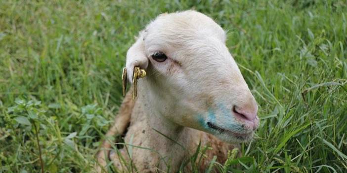 Datça'da kuzular, koyunlar karantinaya alındı