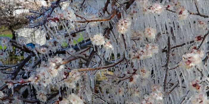 Resmi Gazete'de yayımlandı: Yaşanan zirai don için araştırma komisyonu