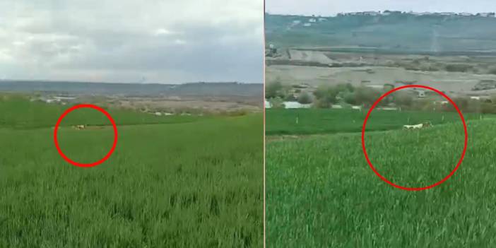 Depremden korkan dana, aylardır kaçıyor!