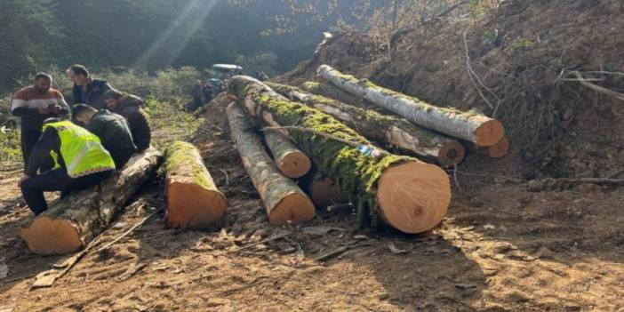 İhaleyi alan firma 500 yıllık ağaçları katletti