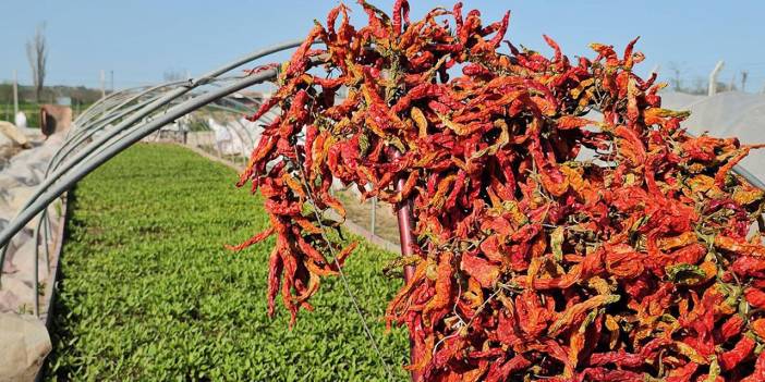 Karaağaç acı biberi üreticisi, fidesini de kendisi yetiştirip maliyeti azalttı