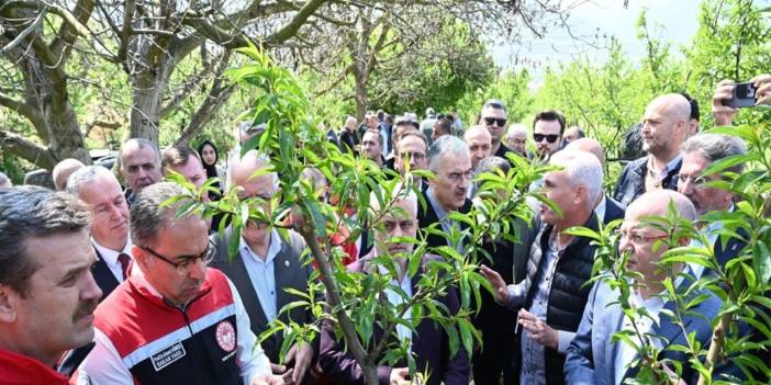 İznik’te don felaketi! 63 bin dekar alan zarar gördü