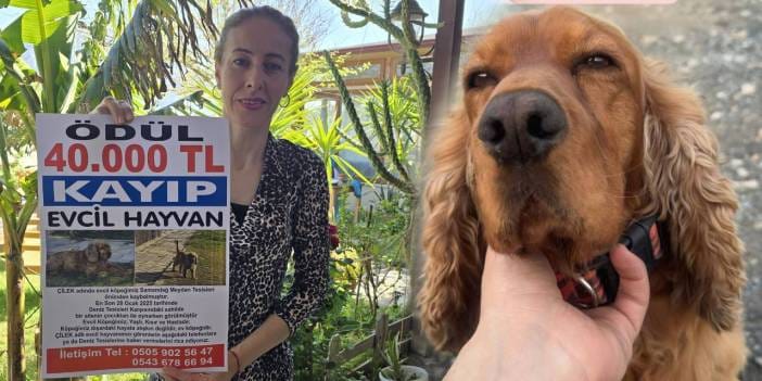 Köpeğini bulana 40 bin lira ödül verecek