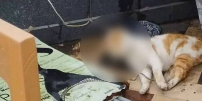 Kediyi boğarak katlettiler: İki lise öğrencisi gözaltında!