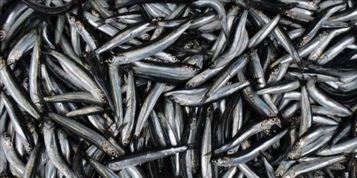 Karadeniz'den hamsi gitti 3,1 milyon dolar geldi