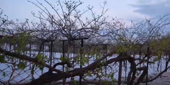 Dolu yağışı Mersinli üreticiyi vurdu: Büyük kayıp yaşandı