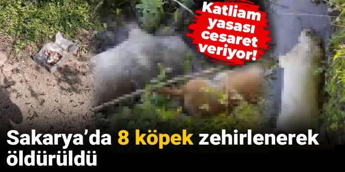 Katliam yasası cesaret veriyor! Sakarya’da 8 köpek zehirlenerek öldürüldü