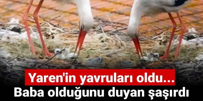 Yaren'in yavruları oldu... Baba olduğunu duyan şaşırdı