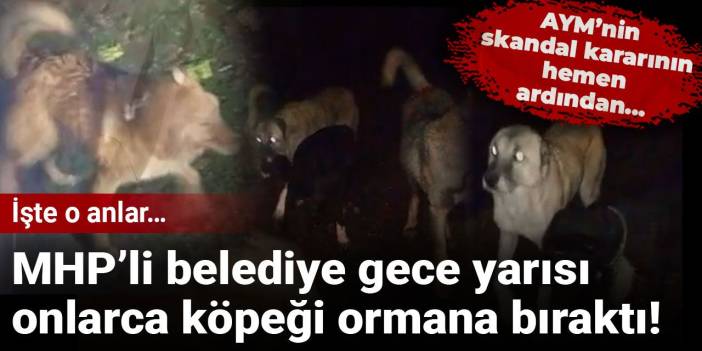 MHP’li belediye gece yarısı onlarca köpeği ormana bıraktı! İşte o anlar…
