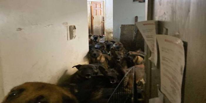 48 köpek bir daireden çıktı